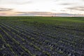 Rows of corn sprouts beginning to grow. Agriculture, healthy eating, organic food, growing, cornfield. Sunset evening Royalty Free Stock Photo