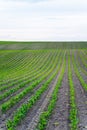 Rows of corn sprouts in a fertile soil on a farm field. Growing corn's sprouts in soil. Royalty Free Stock Photo