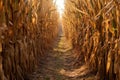 rows of corn stalks with a clear path from harvesting