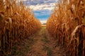 rows of corn stalks with a clear path from harvesting