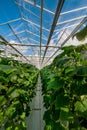 cucumbers in a greenhouse, growing vegetables, harvest
