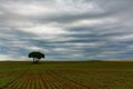 Cultivated grain field and tree