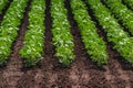 Rows of cultivated soy bean crops