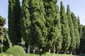 Rows of Cupressus sempervirens, Mediterranean cypress or Italian cypress, pencil pine Royalty Free Stock Photo