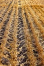 Rows of cut grain and tire trackin in the field Royalty Free Stock Photo