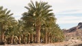 Date Palm Grove Royalty Free Stock Photo