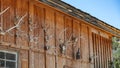 Rows of deer and elk horns on a wall of a barn Royalty Free Stock Photo