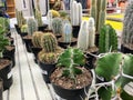 Rows of different cactuses being sold at a greenhouse Royalty Free Stock Photo