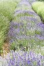 Different varieties of Lavender plants Royalty Free Stock Photo
