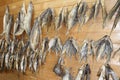 Rows of dried fish hanging on ropes on wooden wall