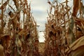 Rows of dried maize plants ready to harvest