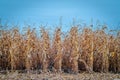 Rows of dry corn on an autumn field. Blue sky background. Corn field in late autumn. Agriculture Royalty Free Stock Photo