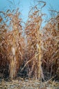 Rows of dry corn on an autumn field. Blue sky background. Corn field in late autumn Royalty Free Stock Photo