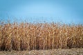 Rows of dry corn on an autumn field. Blue sky background. Corn field in late autumn Royalty Free Stock Photo