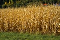 Rows of dry ripened corn in a field prepared for harvest. Corn harvest season Royalty Free Stock Photo