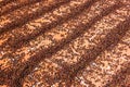 Rows of drying coffee beans Royalty Free Stock Photo