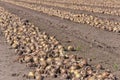 Rows with drying onions ready for harvesting Royalty Free Stock Photo