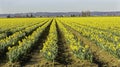 Rows of Early Daffodils Royalty Free Stock Photo