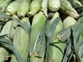 Rows of Ears of Corn on display