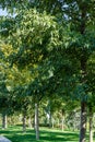 Rows of East Asian or Japanese Alder Tree Alnus japonica in city park Krasnodar. Public landscape `Galitsky park`