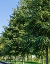 Rows of East Asian or Japanese Alder Tree Alnus japonica in city park Krasnodar. Public landscape `Galitsky park`