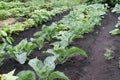 Rows of eco cabbage seedlings in spring garden