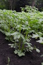 Rows of eco young potato plants in spring garden Royalty Free Stock Photo