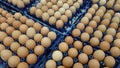 Rows of eggs are neatly arranged in blue cartons