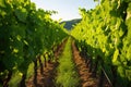 rows of emerald green vines in a sunlit vineyard