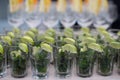 Rows of empty glasses prepared for reception Royalty Free Stock Photo