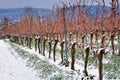 Rows of empty grapevines covered in snow Royalty Free Stock Photo