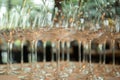 Rows of empty wine glasses on the table Royalty Free Stock Photo