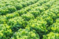 Rows of Endive plants in farmland