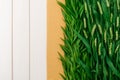 Rows of experimental genetically modified plants thrive in a minimalist crop field, with clear markers defining each
