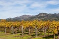 Rows of Fall Grape Vines Royalty Free Stock Photo