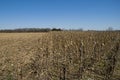 Corn field, field corn still standing Royalty Free Stock Photo