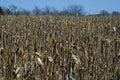 Corn field, field corn still standing