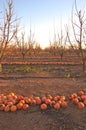 Rows of a field full of persimmons on the ground after a winter frost