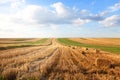 Rows of fields at harvest time, arranged bundles in the shape of squares. Rural landcape under blue sky Royalty Free Stock Photo