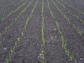 Rows of first green sprout shoots on the garden bed Royalty Free Stock Photo