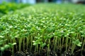 Rows Of Flavorful Pea Sprouts Growing Uniformly In Perfect Alignment. Generative AI Royalty Free Stock Photo