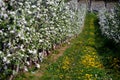 Rows of flowering cherry trees Royalty Free Stock Photo