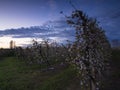 Rows of flowering fruit trees staring into the light