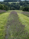 Lavender Field With Rows of Flowering Plants Royalty Free Stock Photo