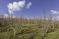 Rows of flowering nectarine trees in an orchard against the background of the sky Royalty Free Stock Photo