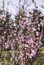 Rows of flowering nectarine trees in an orchard against the background of the sky Royalty Free Stock Photo