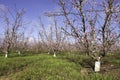 Rows of flowering nectarine trees in an orchard against the background of the sky Royalty Free Stock Photo