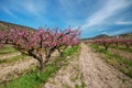 Rows of flowering peach trees Royalty Free Stock Photo