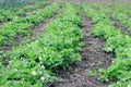 Rows of flowering strawberry bushes on a farm. Royalty Free Stock Photo