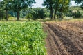 Rows of fodder beet on the field. Crop and farming Royalty Free Stock Photo